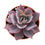 Thumbnail: Echeveria ‘afterglow’