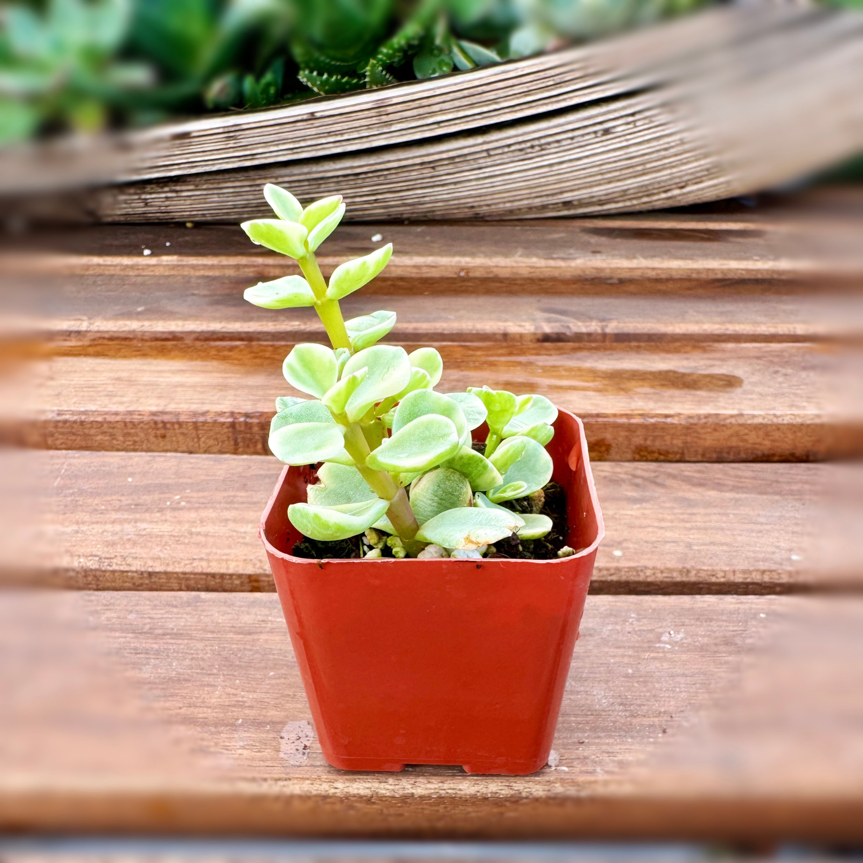 Elephant Bush (Portulacaria Afra)