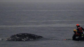 The Quiet Crisis Beneath the Waves: Why We Can’t Afford to Lose 50 Years of Whale Science