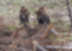 Grizzly sow carefully instructs her two year old cubs how to construct a winter dem. We watcher her for an hour digging and keeping the attention of her cubs