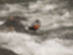 Harlequin duck (drake) Breeding season is over and these ducks will be gone in just a few days