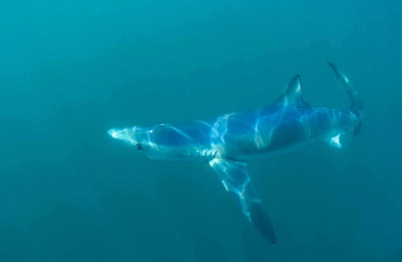 Blue Shark, near Block Island, RI
