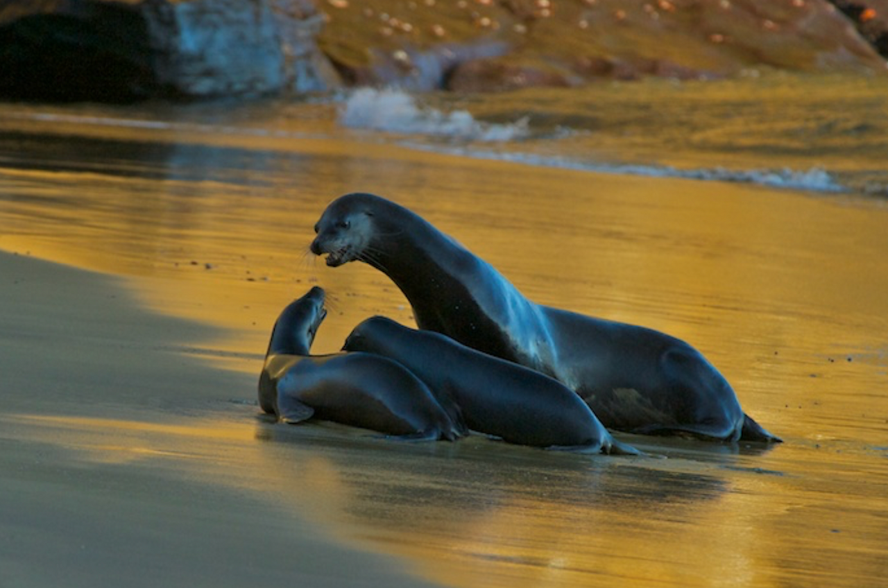Sea lion family values