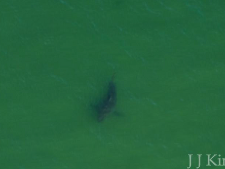 Wild Cape Cod Notebook: Atlantic White Sharks