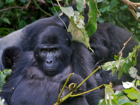 African Wildlife Foundation: The Front Lines of Conservation