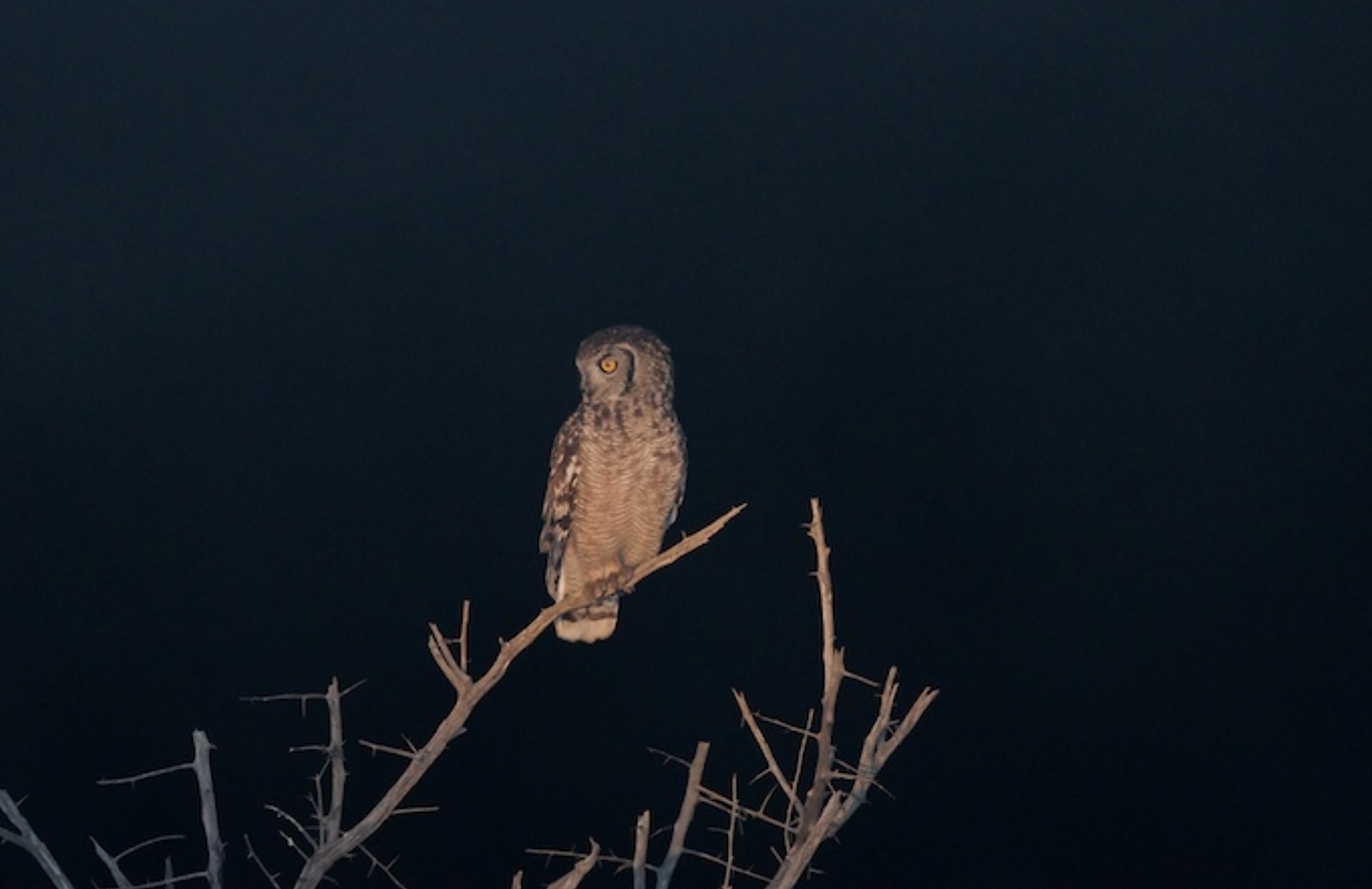 Seconds after this shot this Barn Owl caught a mouse