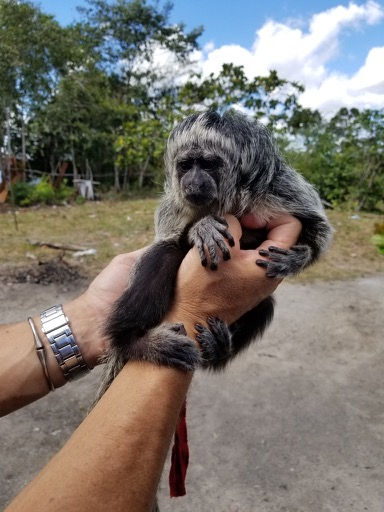 Infant Gray's Bald faced Saki - rescued by a local fisherman