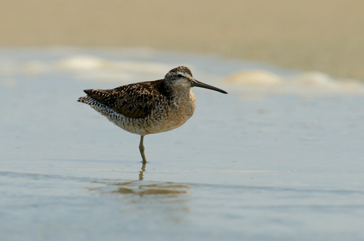 Short-Billed Dowitcher