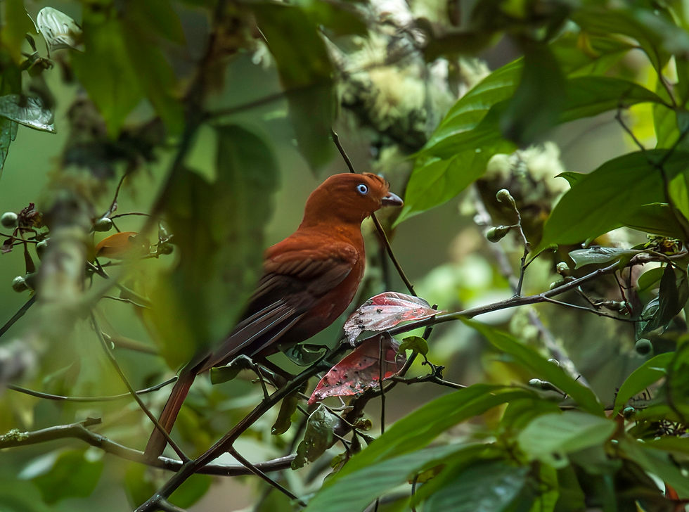 The Andean cock-of-the-rock, also known as tunki, is a large passerine bird of the cotinga family native to Andean cloud forests in South America.