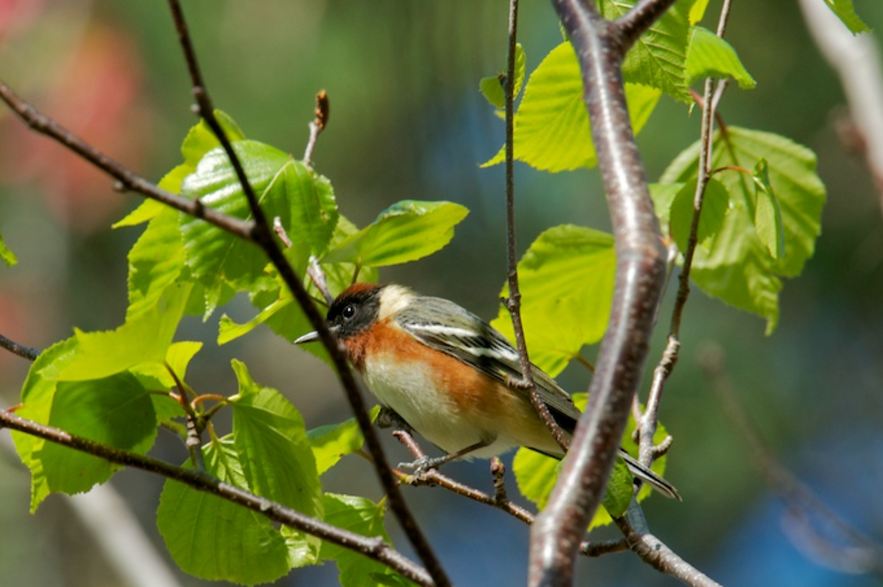 Bay Breatsted Warbler