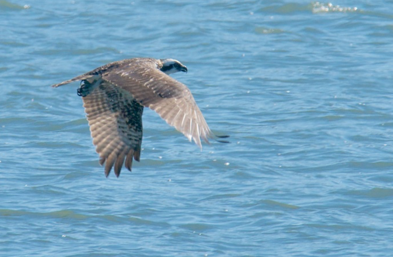 Osprey hunts near Del Mar, CA