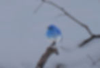 Beautiful capture of a Mountain bluebird after the spring snow fall