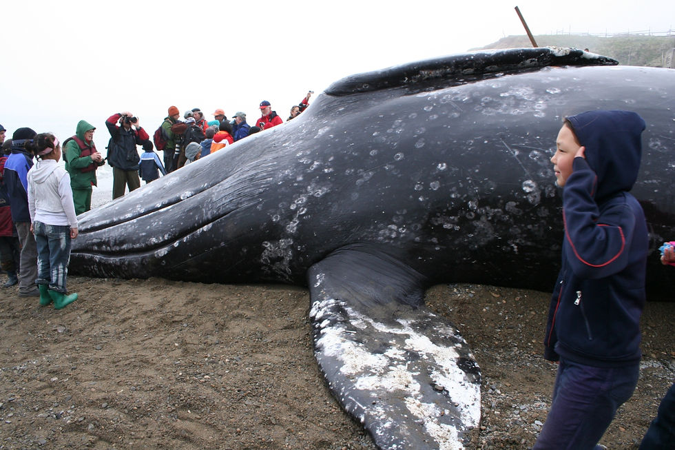 The landed gray whale on the gravel beach at Lorino, Chukotka, the morning after the hunt, June 2008. The barnacle scars are white against the dark hide; the shaft of the darting-gun still stands in the flank. Photograph by Pam King.