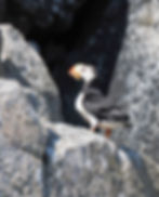 Horned Puffin (Fratercula corniculata) seen in outer Resurrection Bay, June 2026. Small wings driving hard, the whirring stiff-winged flight of birds built for swimming first and flying second. The heavy triangular bill, orange at the base and yellow-tipped, is a breeding-season structure; by autumn most of the ornamental plates will be shed and the bill will look markedly smaller. A species that spends its winter far offshore on the open North Pacific and comes to these coasts only to nest. Photograph by John J. King II.