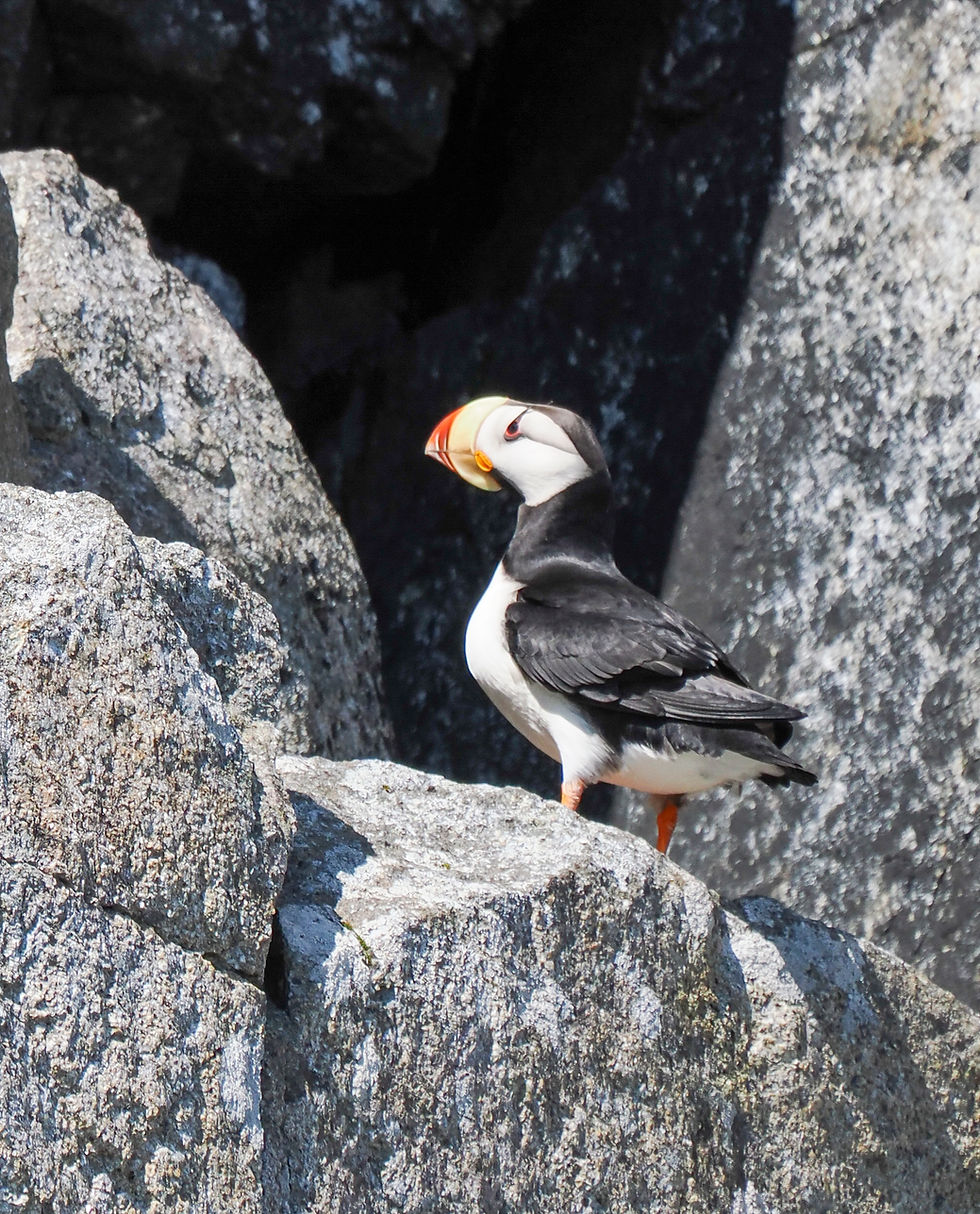 Horned Puffin (Fratercula corniculata) seen in outer Resurrection Bay, June 2026. Small wings driving hard, the whirring stiff-winged flight of birds built for swimming first and flying second. The heavy triangular bill, orange at the base and yellow-tipped, is a breeding-season structure; by autumn most of the ornamental plates will be shed and the bill will look markedly smaller. A species that spends its winter far offshore on the open North Pacific and comes to these coasts only to nest. Photograph by John J. King II.