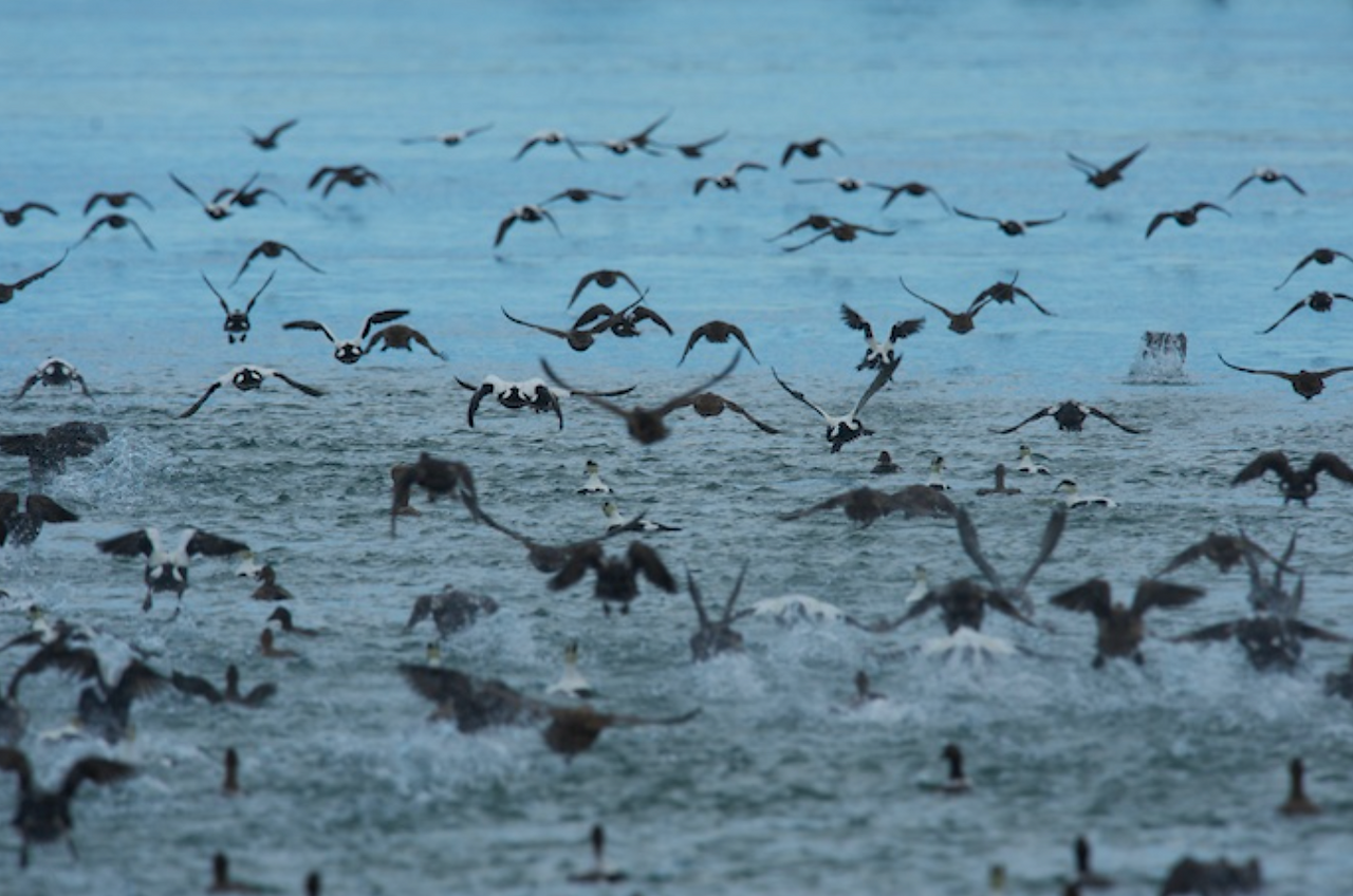 Common Eiders getting up and heading North