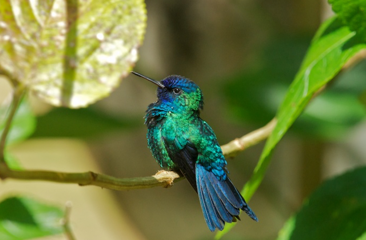 Blue-headed Hummingbird