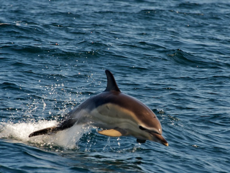 Offshore in Search of Bluefin