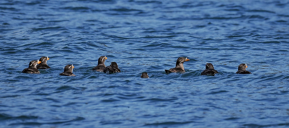 Rhinoceros Auklets (Cerorhinca monocerata) in outer Kenai Fjords, June 2026.