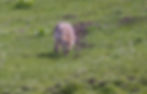 Coyote loping lazily back to its den