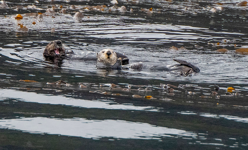 Sea otters (Enhydra lutris kenyoni) foraging in a kelp bed, Kenai Fjords National Park, June 2026.