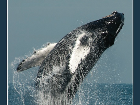 Whales Seeking Support