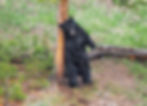 A large Black bear boar scratches that itch after a brief swim