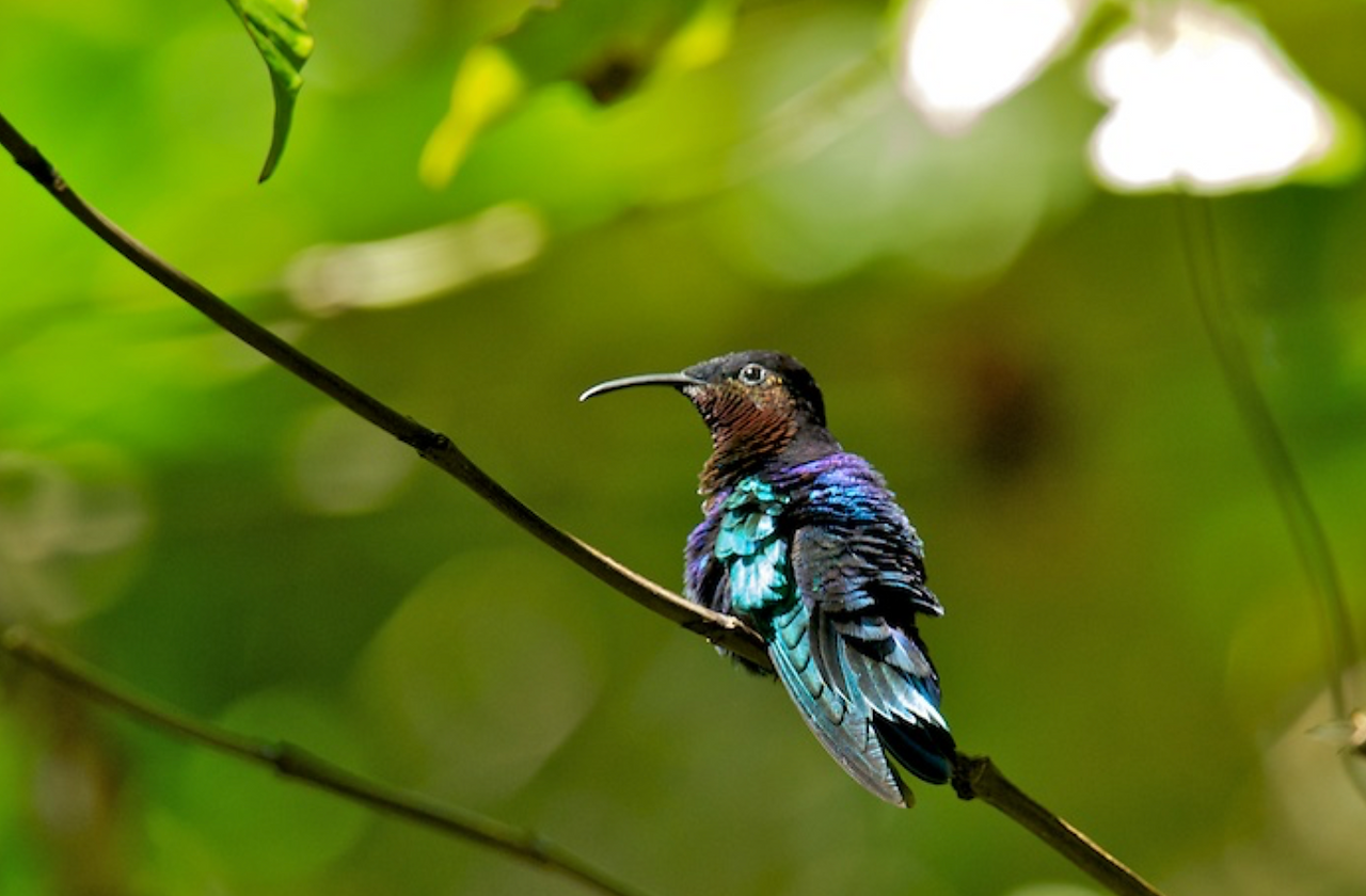  Purple Throated Hummingbird