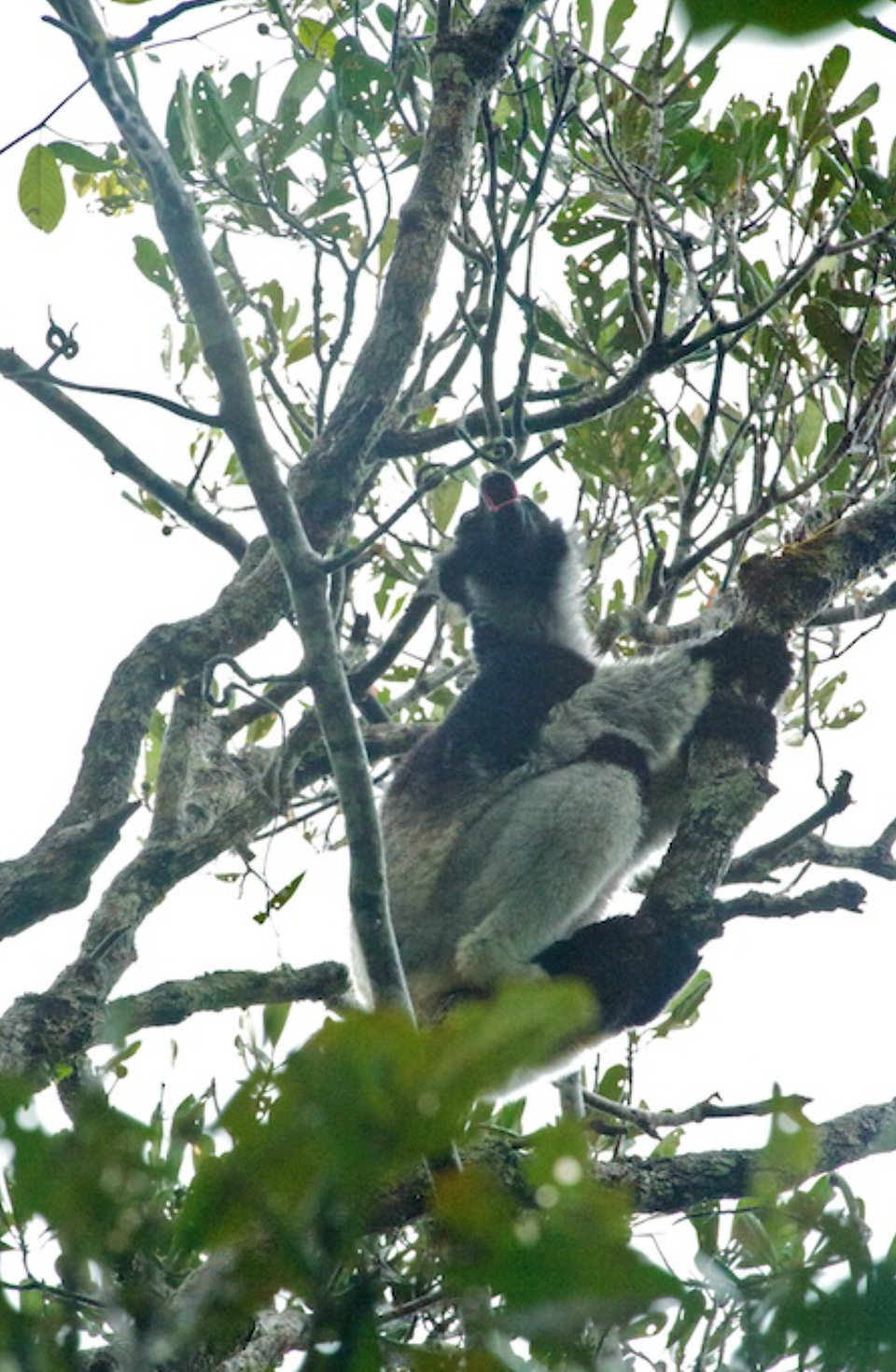 Incredible _Singing_ Indri the World's largest Lemur