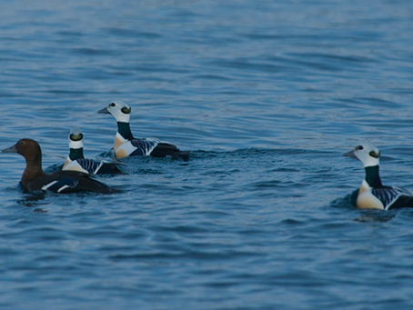Polar Migrations