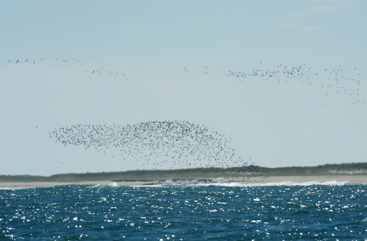 Mixed flock of shorebirds in motion