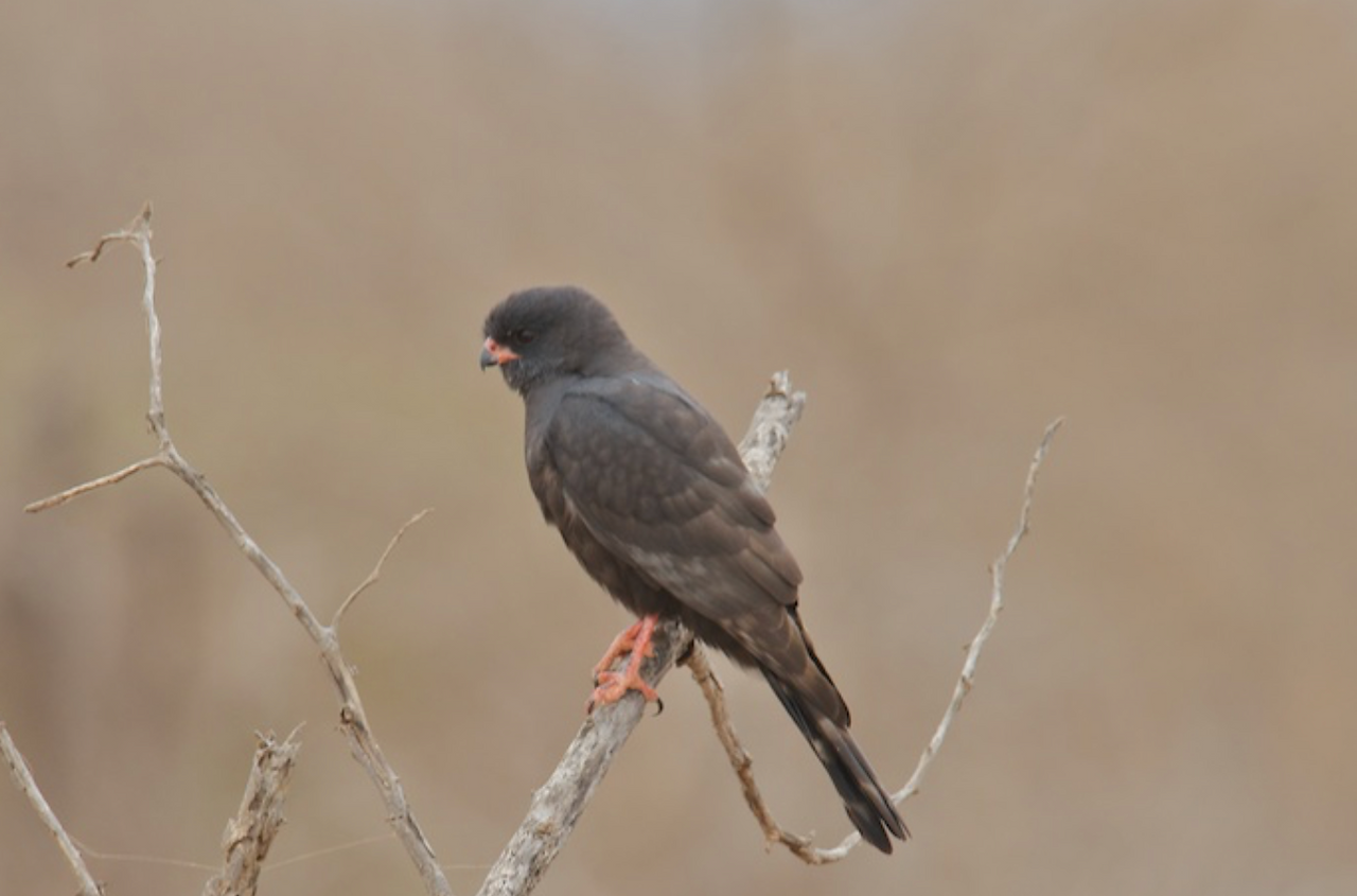 Gabar Goshawk
