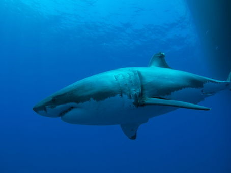Report from the Pacific