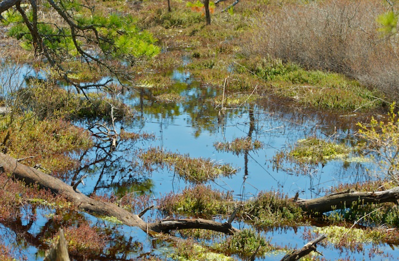 Vernal Pool in spring