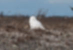 A young snowy owl — Bubo scandiacus — bedded down in the dune-heath and beach grass at Chatham, Cape Cod in Winter 2018 during one of the great irruption winters when a failed lemming year on the tundra sends a generation south along the coasts. Long before the birders arrived with cameras and the whispered pass-along of coordinates, the owl was simply resting in the country she had been given, at 41° north instead of 71°. The Arctic, this coast keeps insisting, is not somewhere else. Photograph by John J. King II.