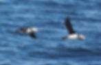 A pair of Horned Puffins (Fratercula corniculata) in outer Resurrection Bay, June 2026.