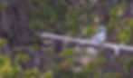 Belted Kingfisher