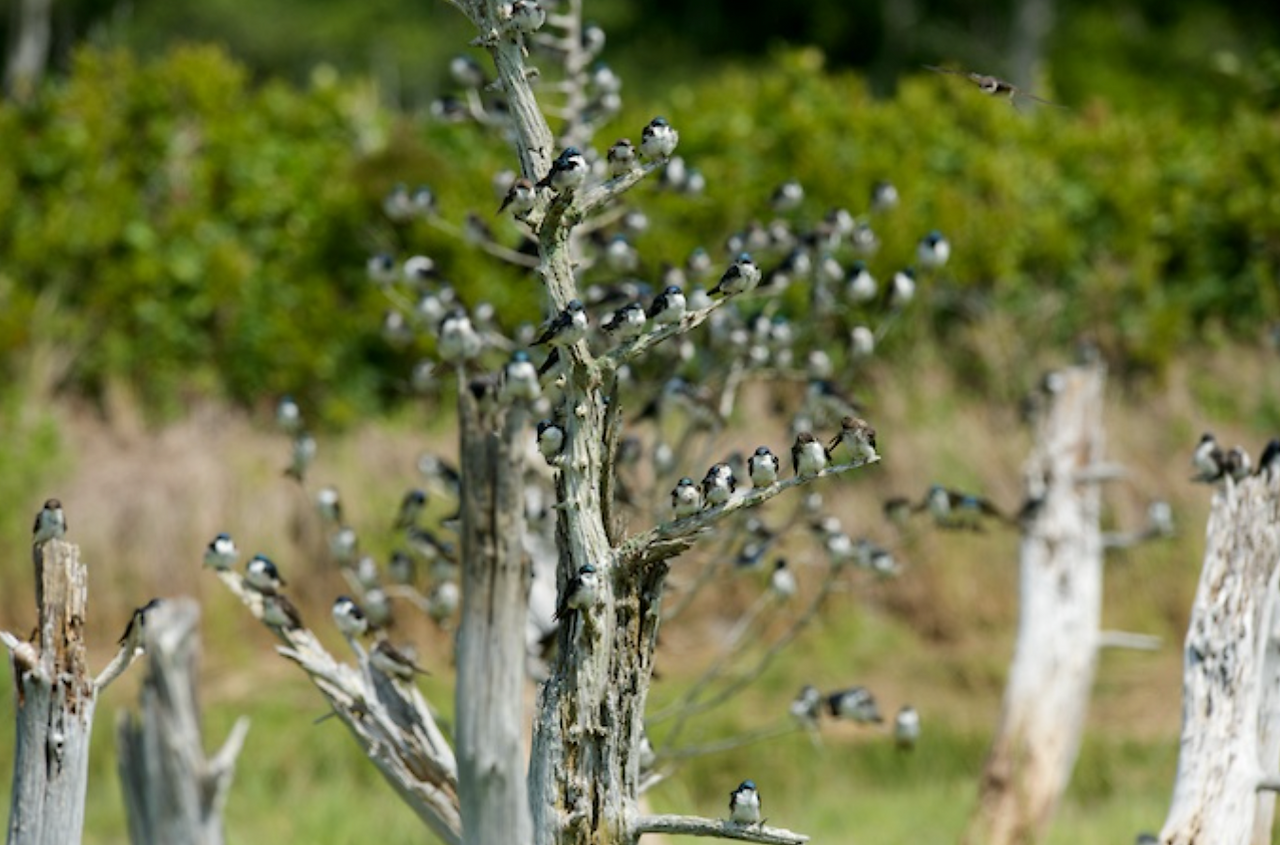 An incredible gathering of more than 500 Tree Swallows near the great salt marsh on Sandy Neck, Barnstable