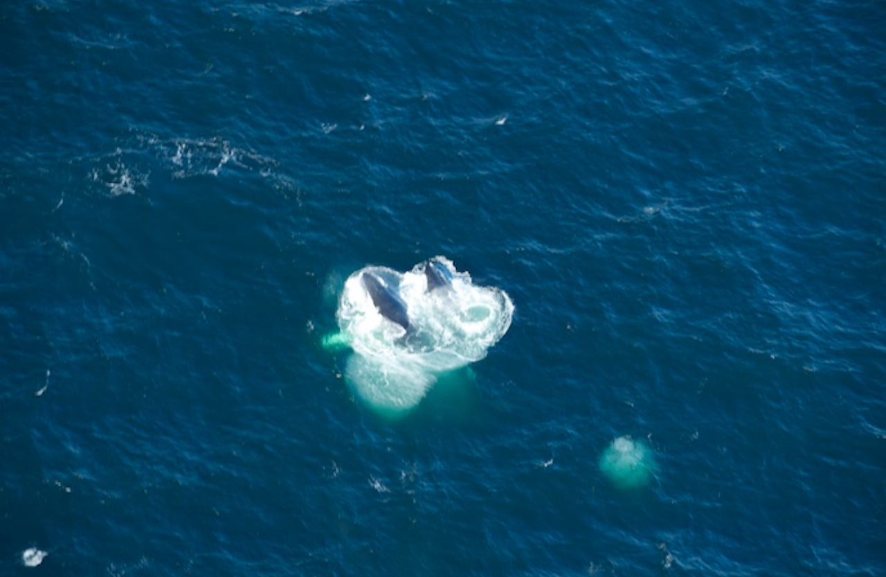Bubble feeding from the air