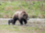 Grizzly sow and COY nervously seeking a path cross the Lemar Valley