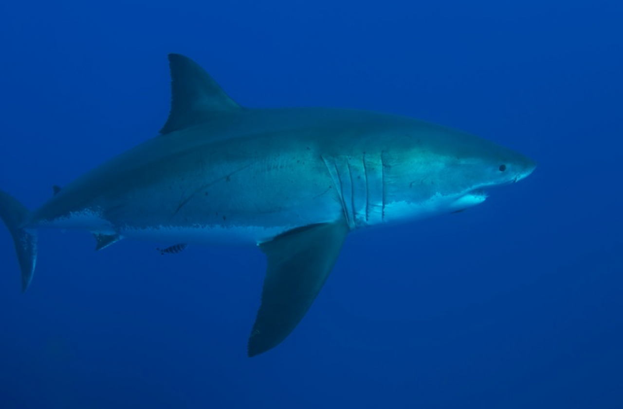 Shark-Guadeloupe Island, Mexico