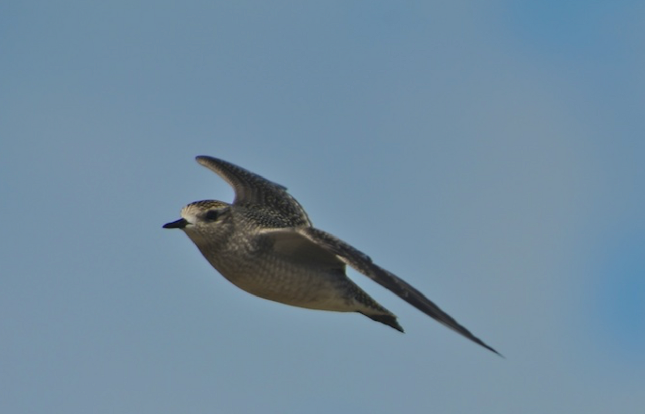 bird on south beach