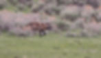 Soda Butte pack female seeks to cross the road to return to six pups in the den - Lemar Valley