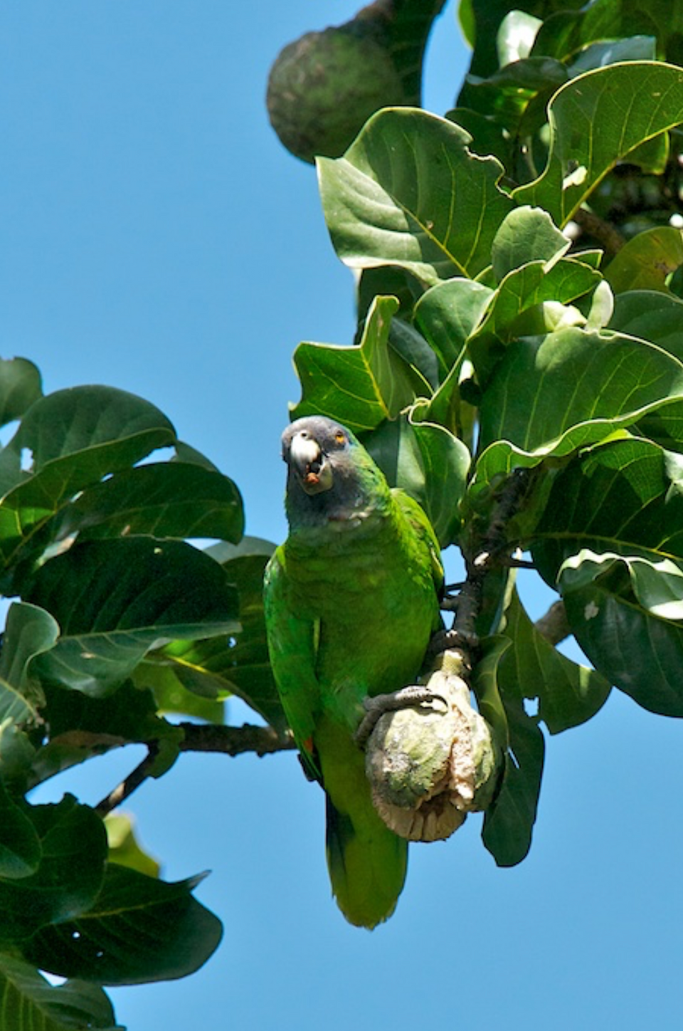  Red - Necked Parrot (Critically Endangered and endemic to Dominica)