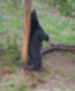 Black bear boar scratching an itch