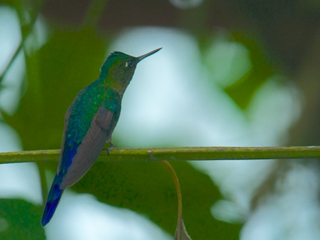 Ecuador: In the Cloud Forest