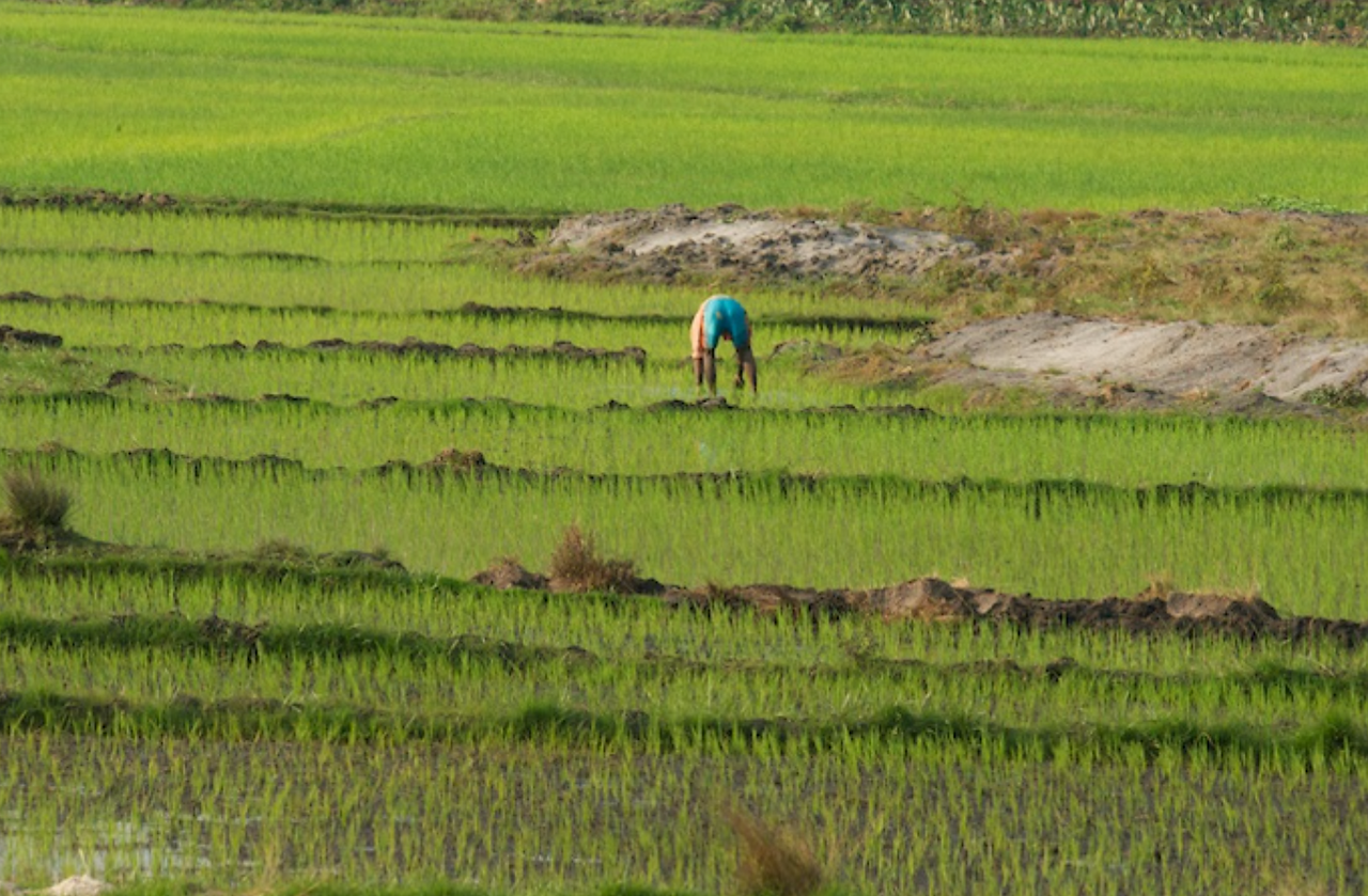 Rice Fields are cultivated everywhere possible
