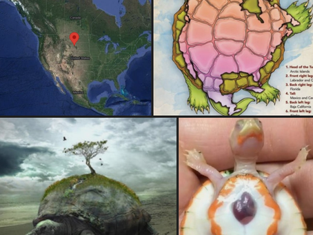 🥰🤲🐢🏝️🤲🥰