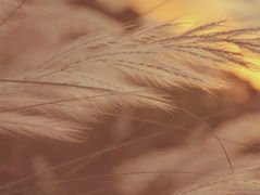 Les mots voyageurs (n°10) - Hasard