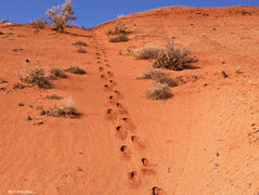 Récits célestes (n°50) - L’Hégire du Prophète ﷺ et la naissance d’une civilisation